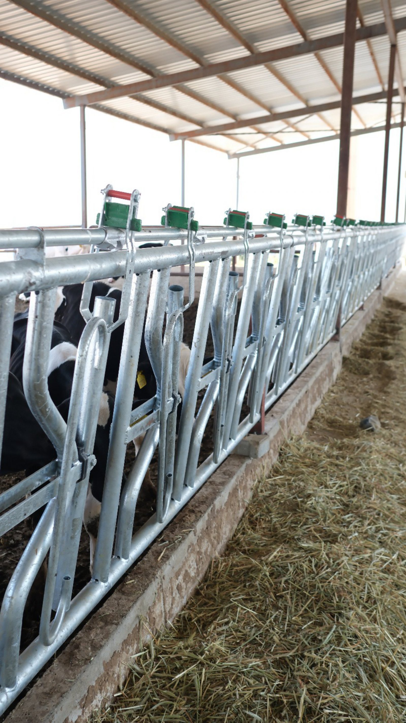 Boyun Kilitli Yemlik